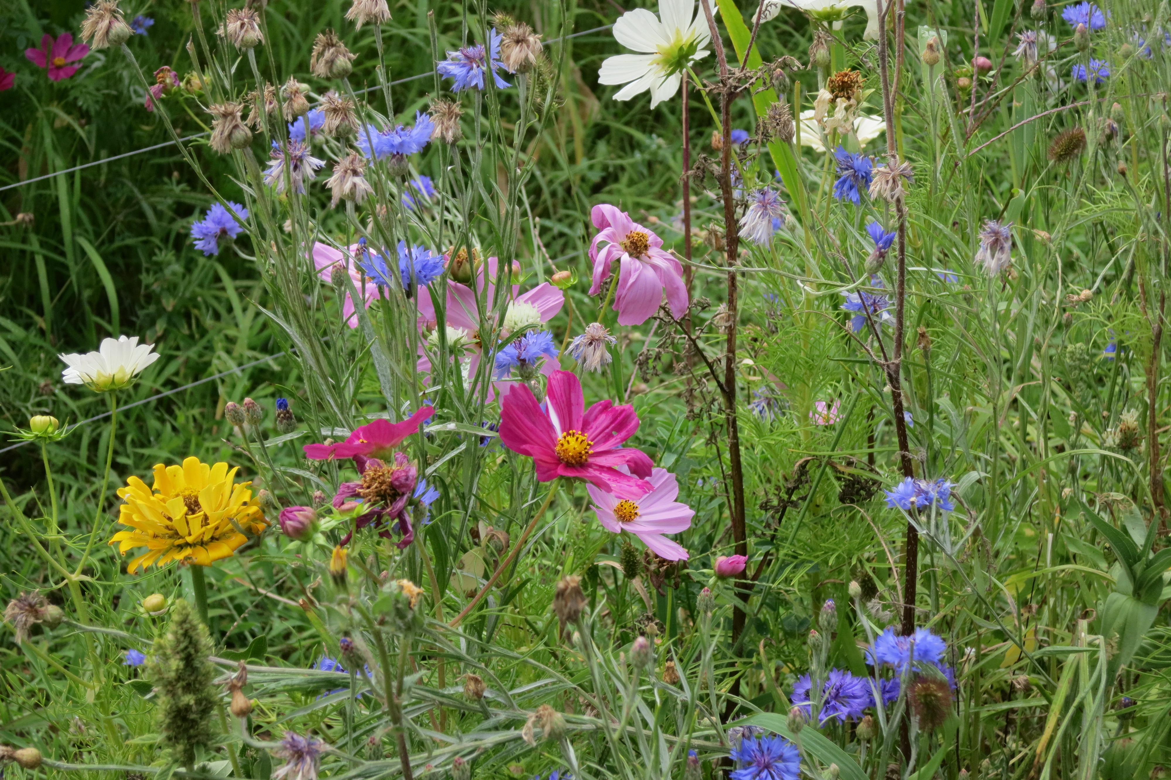 Wild flower bed