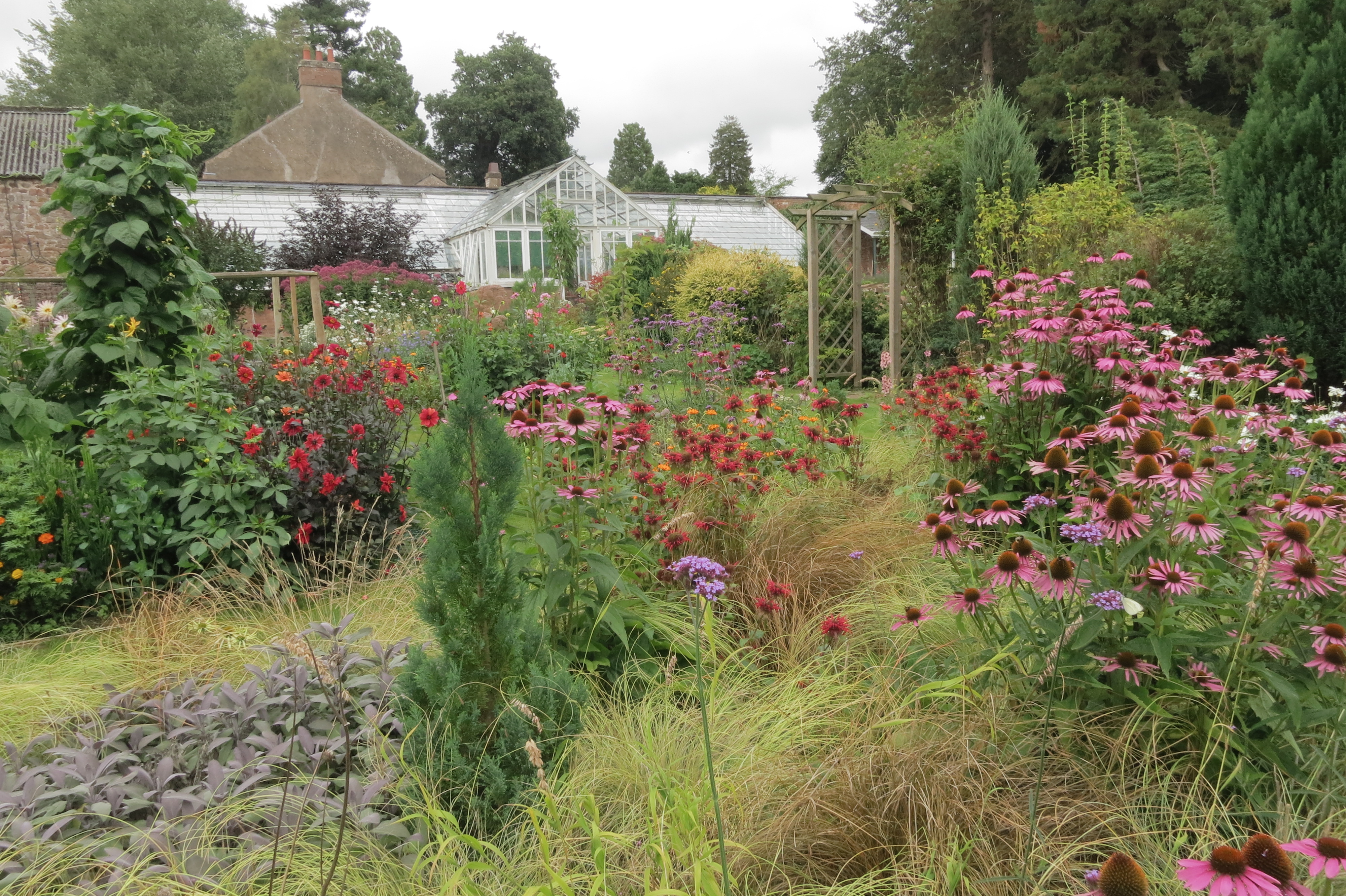 Garden. Echinacia. Grasses. Planting. Borders. Herbacious border.